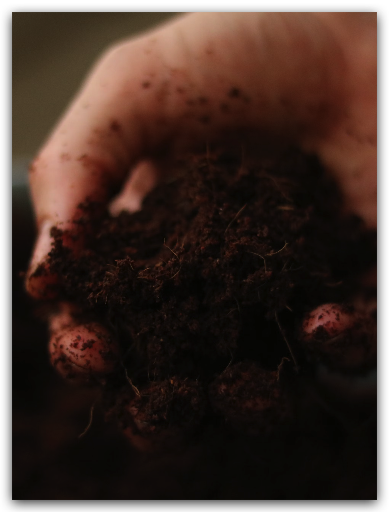 Close-up of GEME compost in hand, demonstrating perfect crumbly texture and moisture level